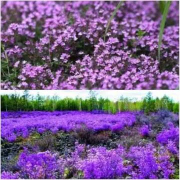 Creeping Thyme Seeds for Planting Perennial Ground Cover Plants Heirloom Flowers Non-GMO Thymus Serpyllum Seed High Germination Rate (Creeping Thyme Seeds, 20000, Count)