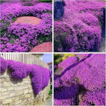 Creeping Thyme Seeds for Planting Perennial Ground Cover Plants Heirloom Flowers Non-GMO Thymus Serpyllum Seed High Germination Rate (Creeping Thyme Seeds, 20000, Count)