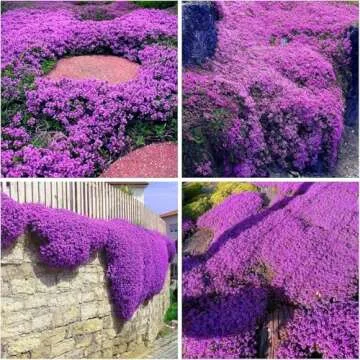 Creeping Thyme Seeds for Planting Perennial Ground Cover Plants Heirloom Flowers Non-GMO Thymus Serpyllum Seed High Germination Rate (Creeping Thyme Seeds, 20000, Count)