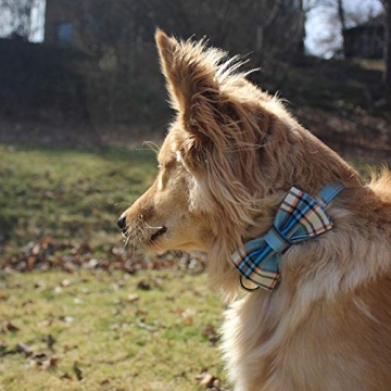 Stylish Lionet Paws Dog Collar with Bowtie for Male Dogs