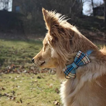 Stylish Lionet Paws Dog Collar with Bowtie for Male Dogs