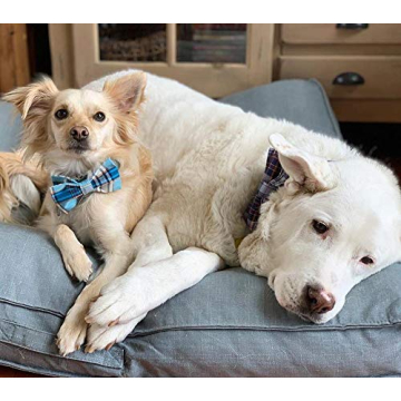 Stylish Lionet Paws Dog Collar with Bowtie for Male Dogs