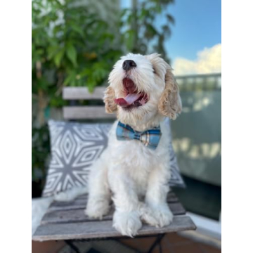 Stylish Lionet Paws Dog Collar with Bowtie for Male Dogs
