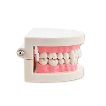 Dental Teach Study Typodont Model Pink for Learning