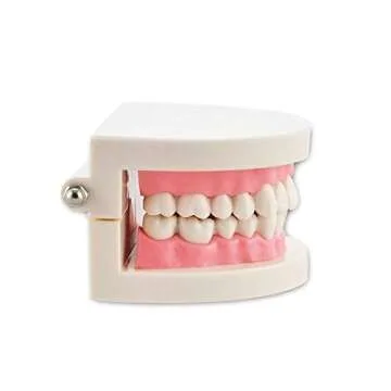 Dental Teach Study Typodont Model Pink for Learning