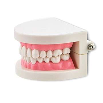Dental Teach Study Typodont Model Pink for Learning