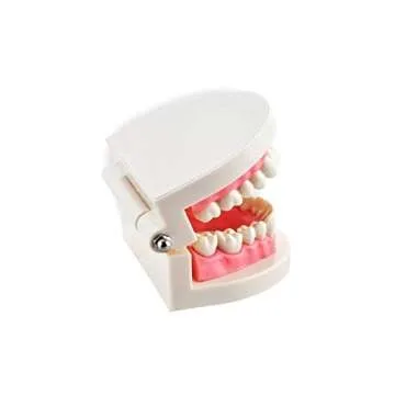 Dental Teach Study Typodont Model Pink for Learning