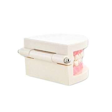 Dental Teach Study Typodont Model Pink for Learning