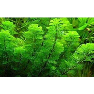 Pokin Green Cabomba Live Plants for Aquariums