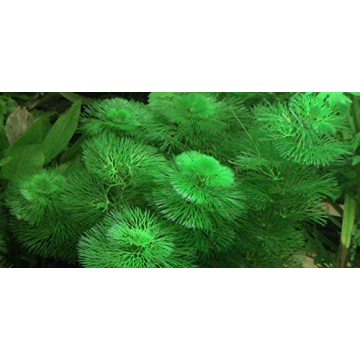 Pokin Green Cabomba Live Plants for Aquariums