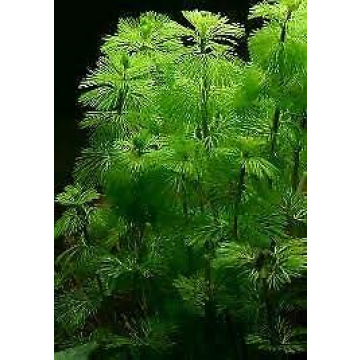 Pokin Green Cabomba Live Plants for Aquariums