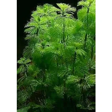 Pokin Green Cabomba Live Plants for Aquariums