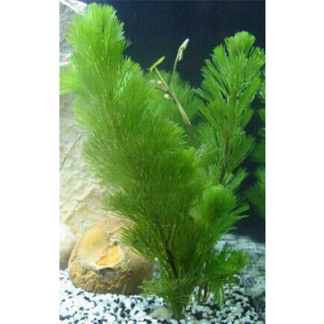Pokin Green Cabomba Live Plants for Aquariums