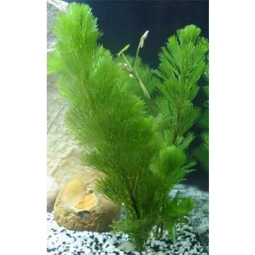Pokin Green Cabomba Live Plants for Aquariums