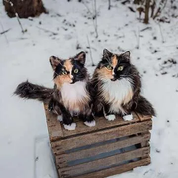 Cuddle Clones Custom Stuffed Animals of Your Pet | Handmade Exact Replica of Your Furry Friend | Keepsakes of Dog, Cat, Bunny & More | Detailed Stuffed Animal Pet Loss Companion