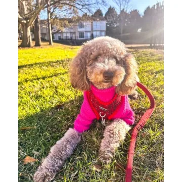 Fitwarm Valentines Dog Turtleneck Sweater for Small Dogs