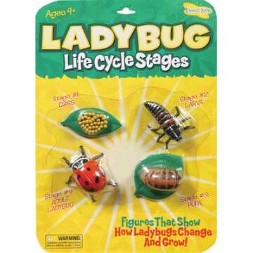 Life Cycle Stages -Ladybug
