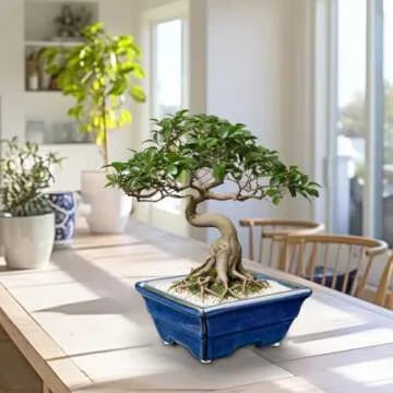 Villa Como Bonsai Pots Shallow Succulent Planters for Live Bonsai Trees Set of 2, 6.3" Ceramic Pot for Succulents Indoor with Drainage Hole, Outdoor Cactus Plant Bonsai Pot，Ceramic Flower Pot