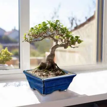 Villa Como Bonsai Pots Shallow Succulent Planters for Live Bonsai Trees Set of 2, 6.3" Ceramic Pot for Succulents Indoor with Drainage Hole, Outdoor Cactus Plant Bonsai Pot，Ceramic Flower Pot