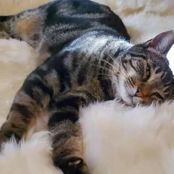 Woolous Sheepskin Rug, Genuine New Zealand Natural Lambskin Wool Real Sheep Skin Fur Throw Area Rug for Baby, Living Room, Bedroom, Sofa or Chair Covers (Single pelt 2x3,Ivory White)