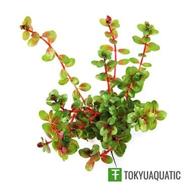 Rotala Indica Live Aquarium Plants Decoration Freshwater Aquartic Fish Tank Stem