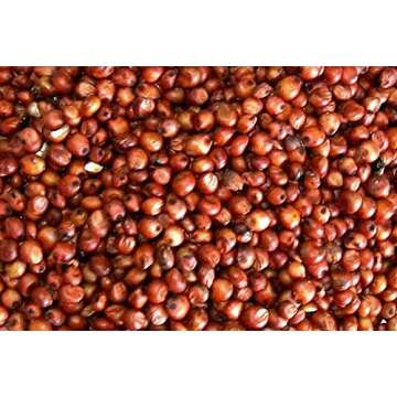 1 LB Organic Milo - Red Sorghum Grain - USDA Organic, Non-GMO, Perfect for Mushroom Growing & Rye Br...