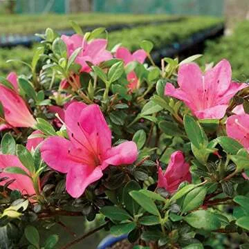 Brussel's Live Satsuki Azalea Bonsai - Vibrant Outdoor Decor