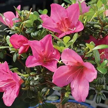 Brussel's Live Satsuki Azalea Bonsai - Vibrant Outdoor Decor