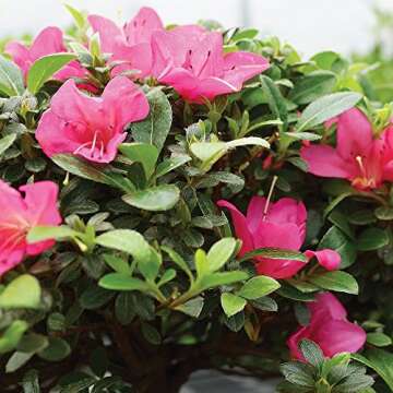 Brussel's Live Satsuki Azalea Bonsai - Vibrant Outdoor Decor
