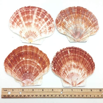 PEPPERLONELY Beautiful 6 PC Large Scallop Shells