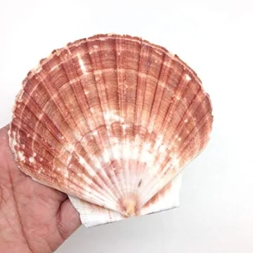 PEPPERLONELY Beautiful 6 PC Large Scallop Shells