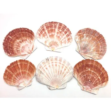 PEPPERLONELY Beautiful 6 PC Large Scallop Shells