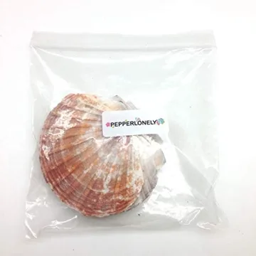 PEPPERLONELY Beautiful 6 PC Large Scallop Shells