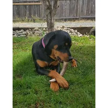 Big Dog Antler Chews - Extra Large Elk Antler Dog Treats