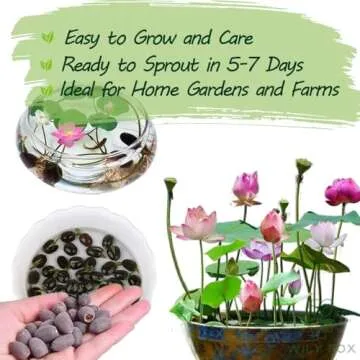 Rare Lotus Seeds for Stunning Lotus Flowers in Gardens