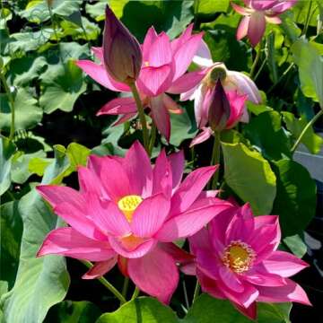 Rare Lotus Seeds for Stunning Lotus Flowers in Gardens