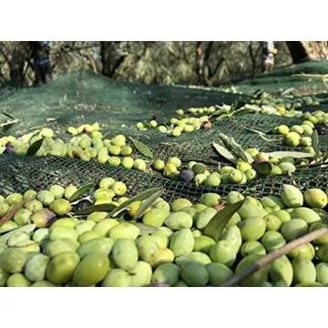 Laconiko Ultra Premium 100% Extra Virgin Olive Oil Value Pack | Cold Pressed | From Greece | KORONEIKI Variety | 2023 Gold Medal Award Winning NYIOOC | (76.1 OZ (6 Bottles of 12.7 OZ))