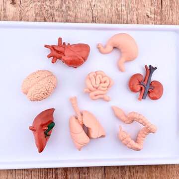 Safari Ltd. Human Organs TOOB - 8 Mini Figurines Including Brain, Heart, Lungs, Liver, Kidneys, Stom...