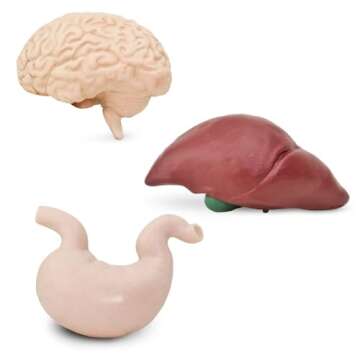 Safari Ltd Human Organs TOOB Educational Anatomy Toy