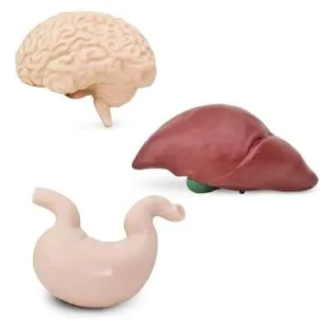 Safari Ltd Human Organs TOOB Educational Anatomy Toy