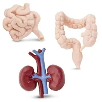 Safari Ltd Human Organs TOOB Educational Anatomy Toy