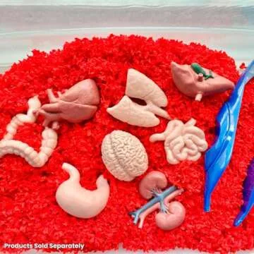 Safari Ltd Human Organs TOOB Educational Anatomy Toy