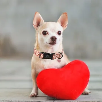 UP URARA PUP Valentine’s Dog Collar, Red Heart Dog Collar with Quick Release, Sweet Valentine’s Gift Pet Girl Boy Dog Collar for Puppy Small Medium Dogs, Wedding Dog Collar