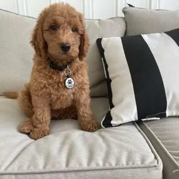 LYP Original Soundless Pet ID Tags | Custom Dog Tags Personalized for Pets | Durable Silicone Deep Engraved Dog Tag | No More Jingling | Gray Paw