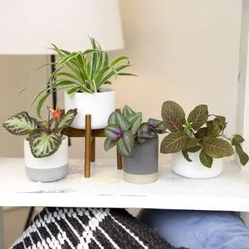 Altman Plants Live Houseplants (6PK), Indoor Plants for Delivery Prime, Live Plants and Gardening Gifts for Plant Lovers, Planters for Indoor Plants with Potting Soil, Live House Plants Indoors Live