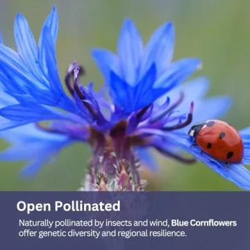 SunHaven Seeds Blue Cornflower – 5,500+ Seeds in 1 oz Packet