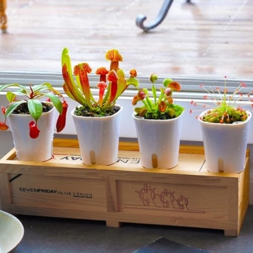 Self Watering Pots Set with Water Level Indicator