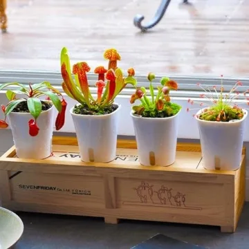 Self Watering Pots Set with Water Level Indicator