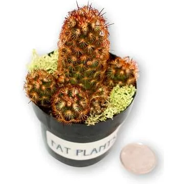 Instant Cactus Collection for Beautiful Gardens