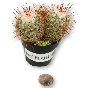 Instant Cactus Collection for Beautiful Gardens